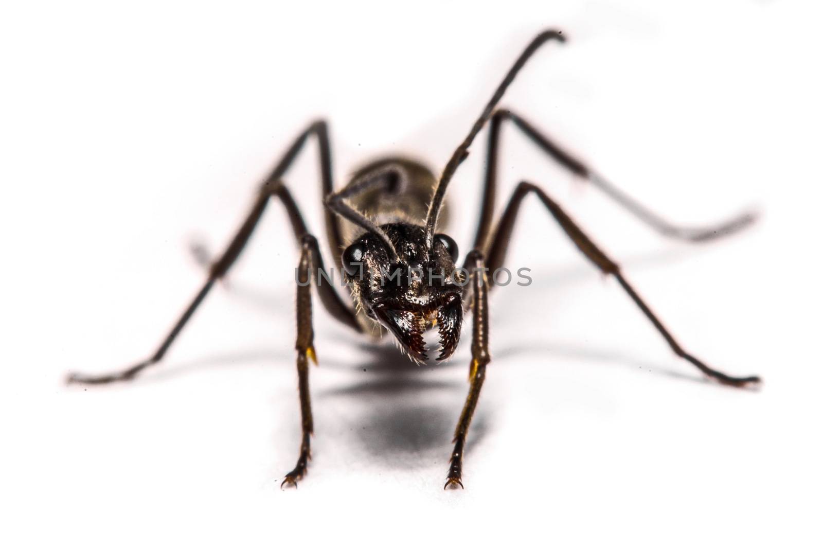 closeup of ants on a white background