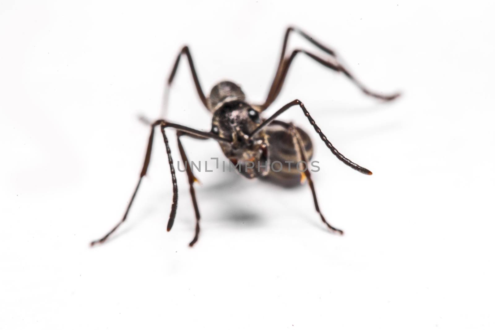 closeup of ants on a white background