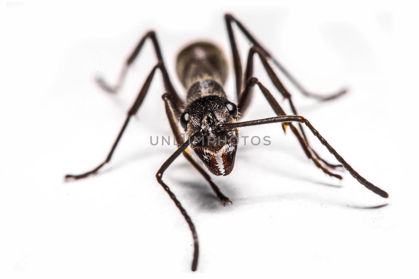 closeup of ants on a white background