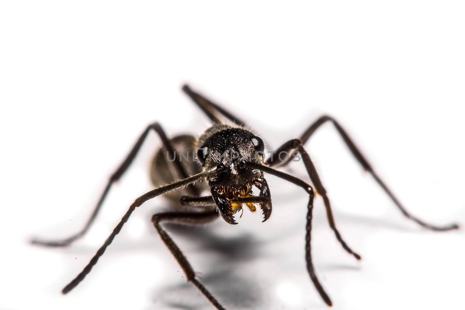 closeup of ants on a white background