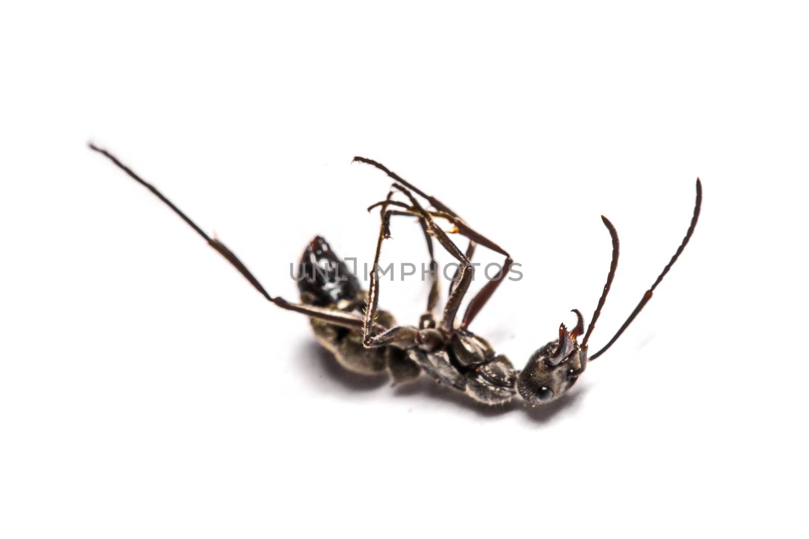 closeup of ants on a white background