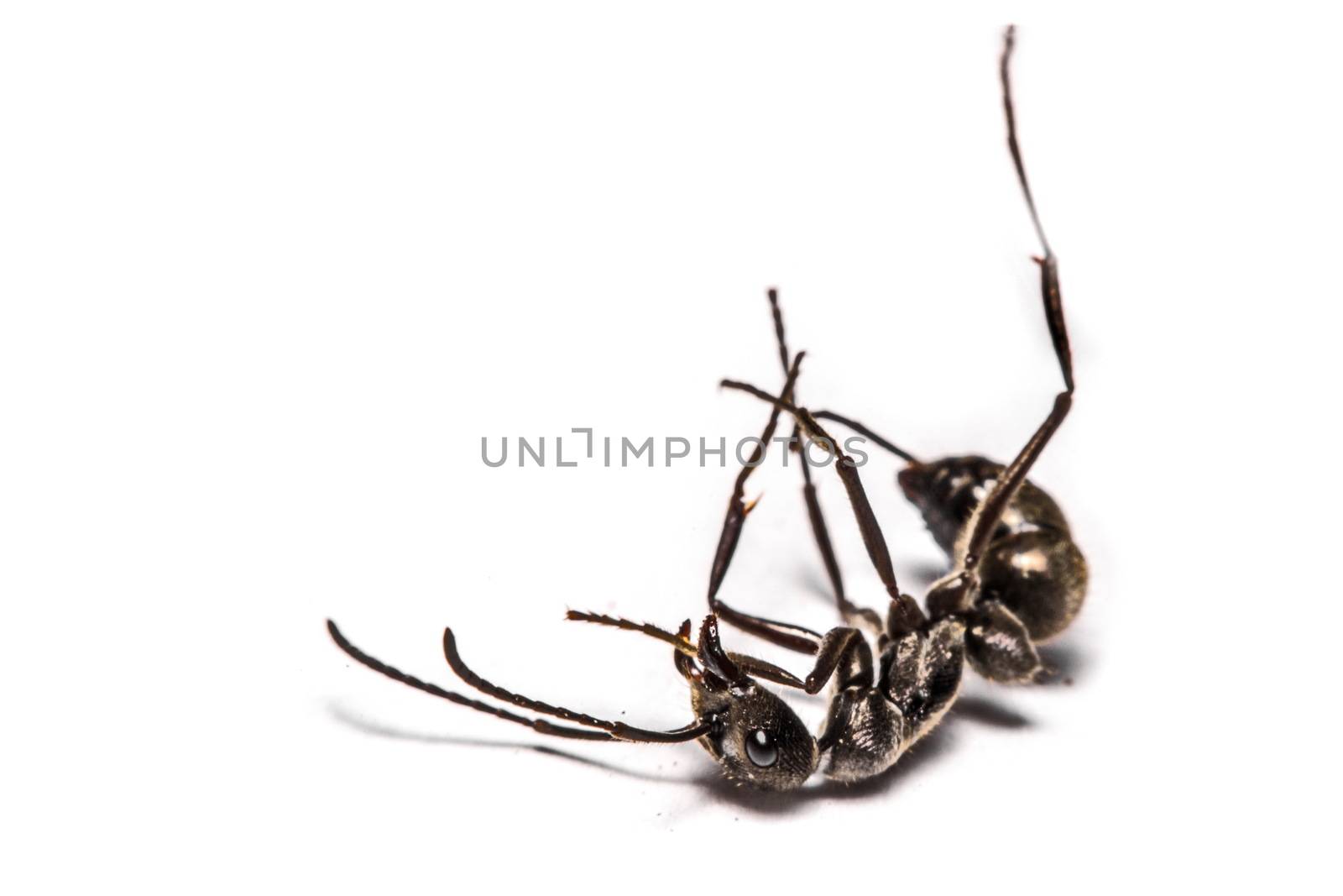 closeup of ants on a white background