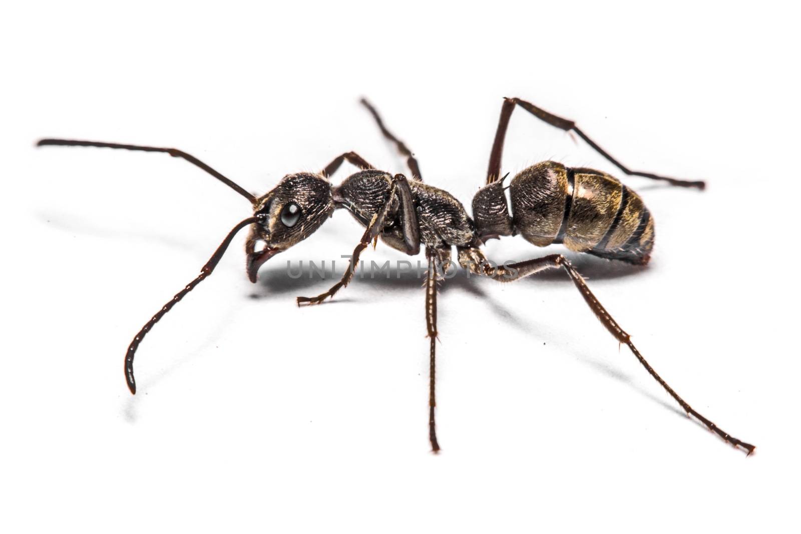 closeup of ants on a white background