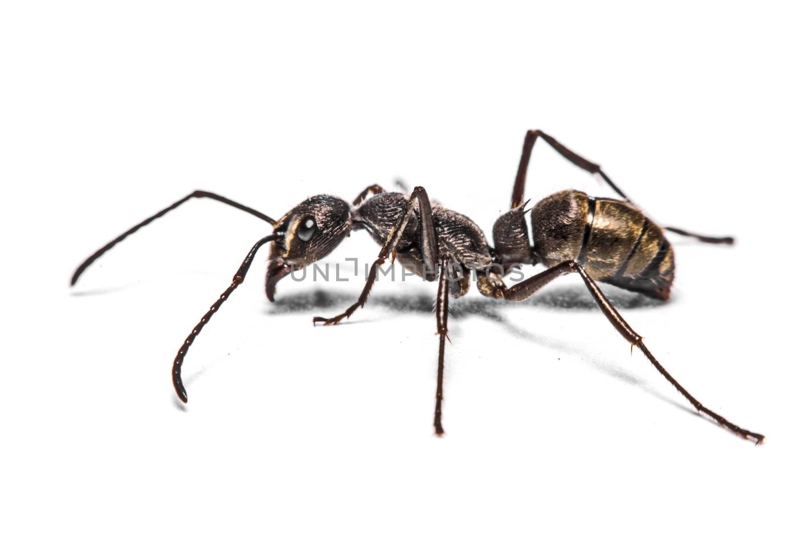 closeup of ants on a white background