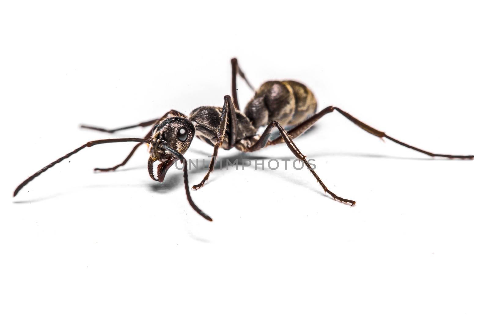 closeup of ants on a white background