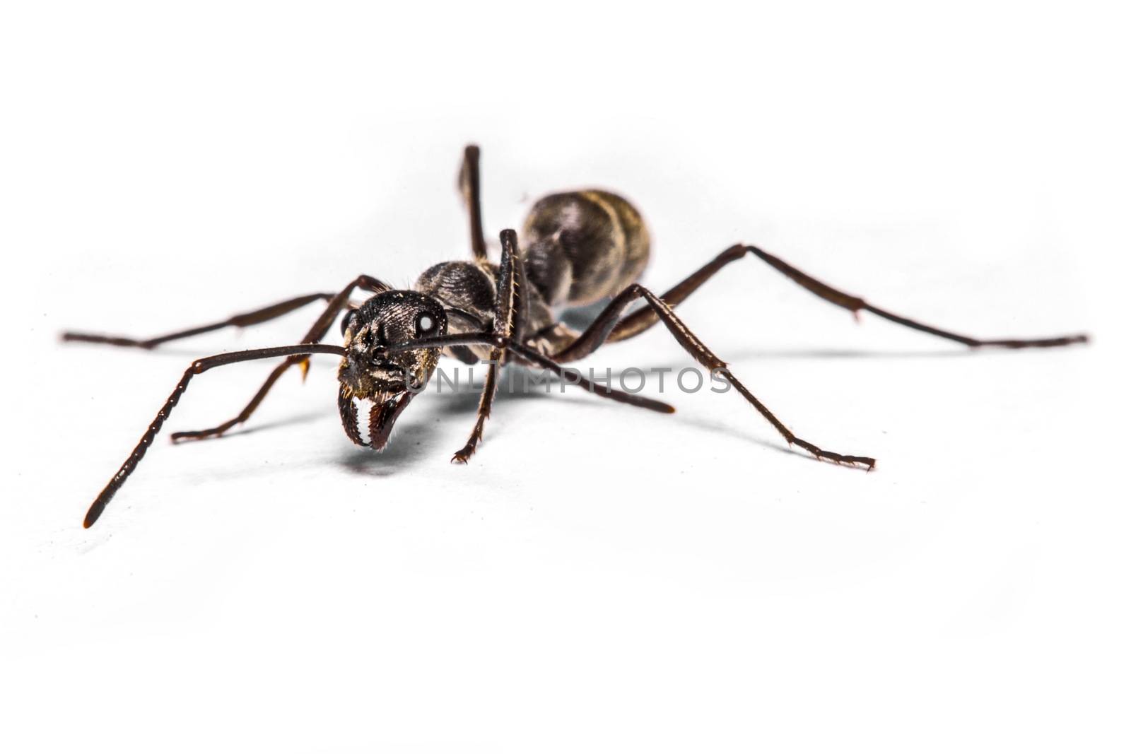 closeup of ants on a white background