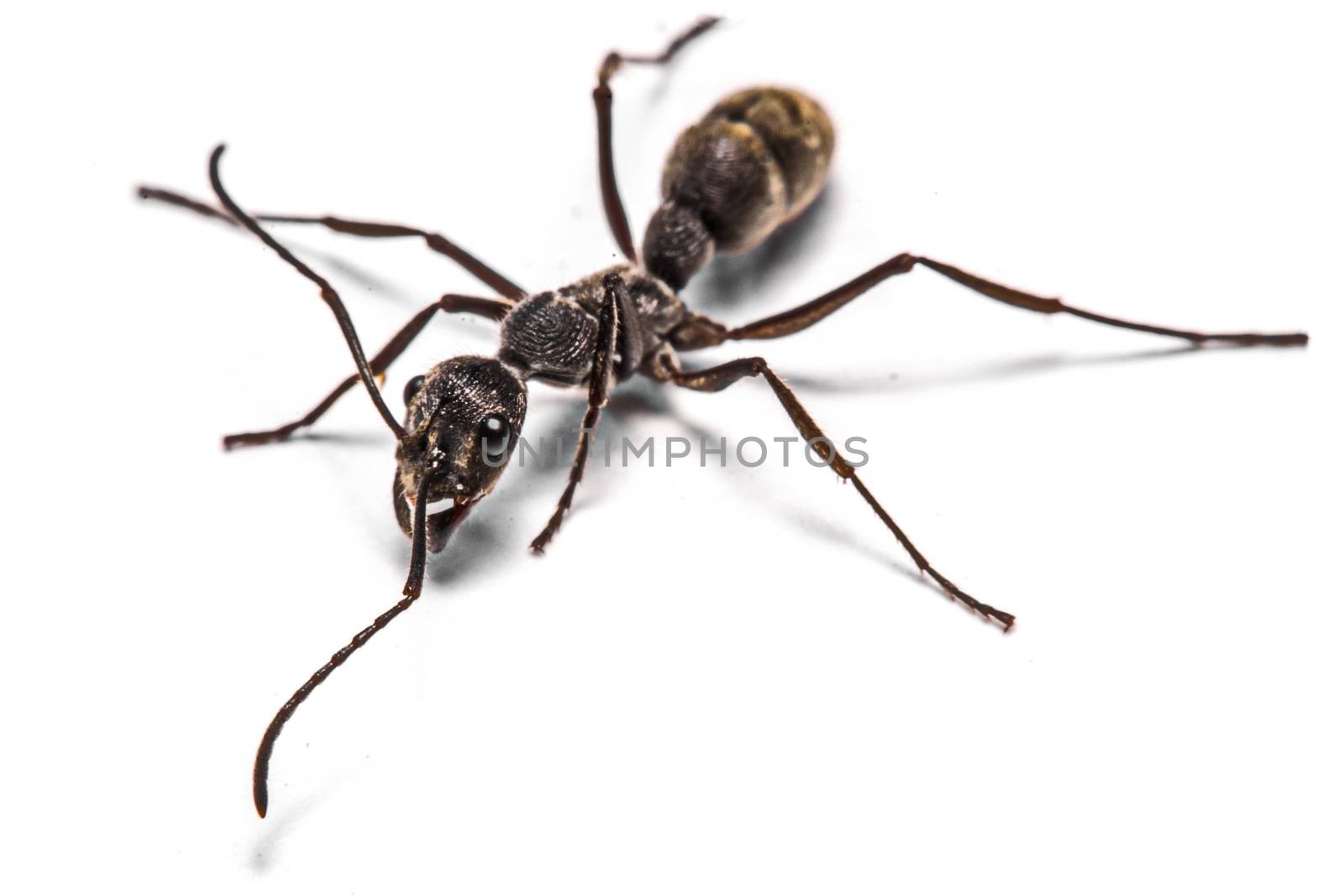 closeup of ants on a white background