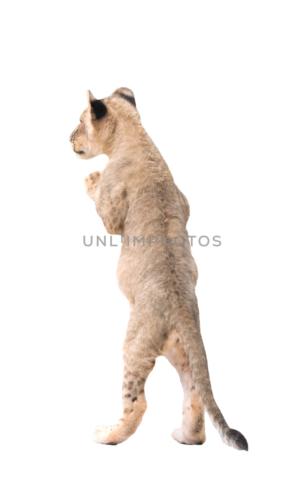 baby lion isolated on white background