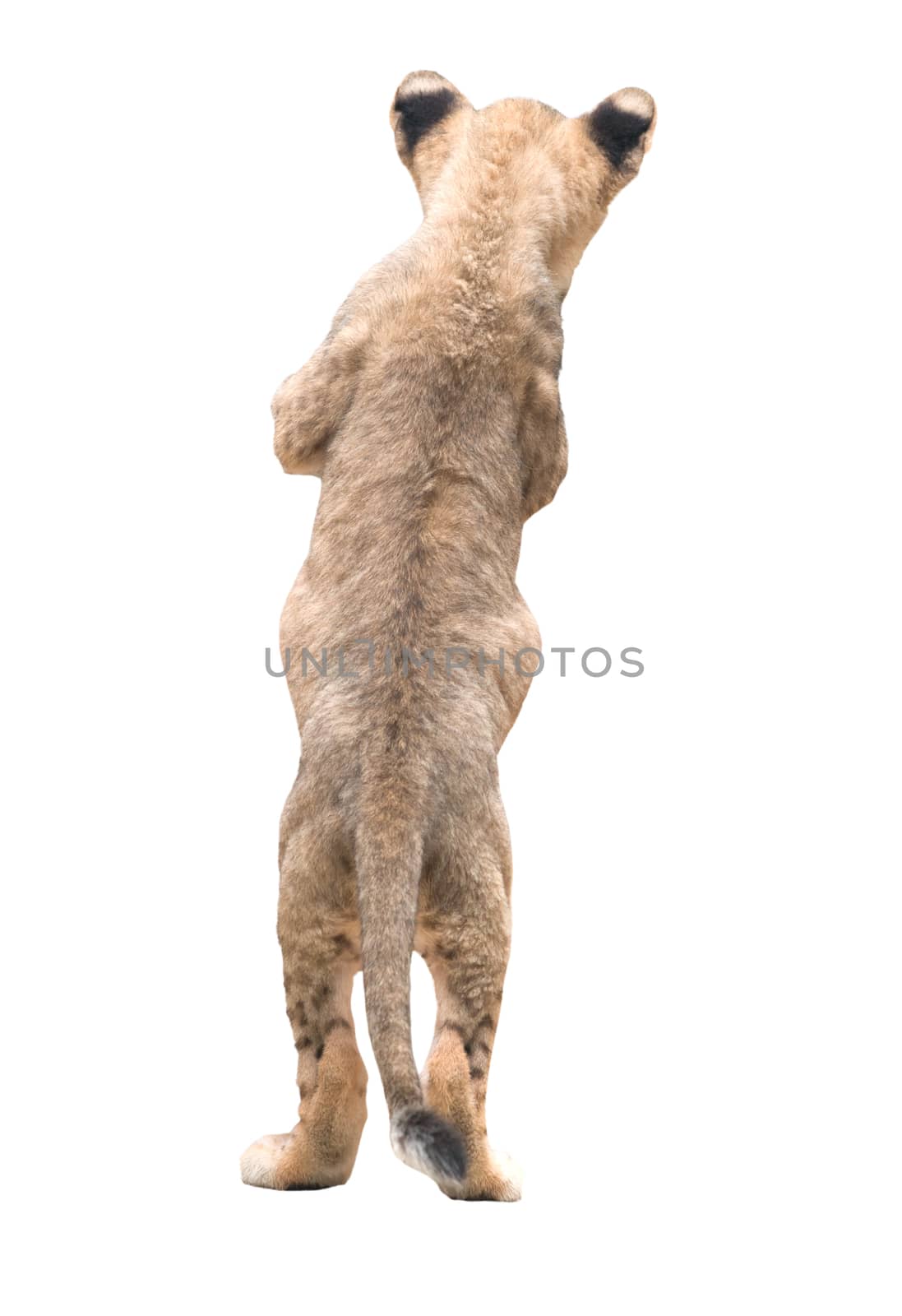 baby lion isolated on white background