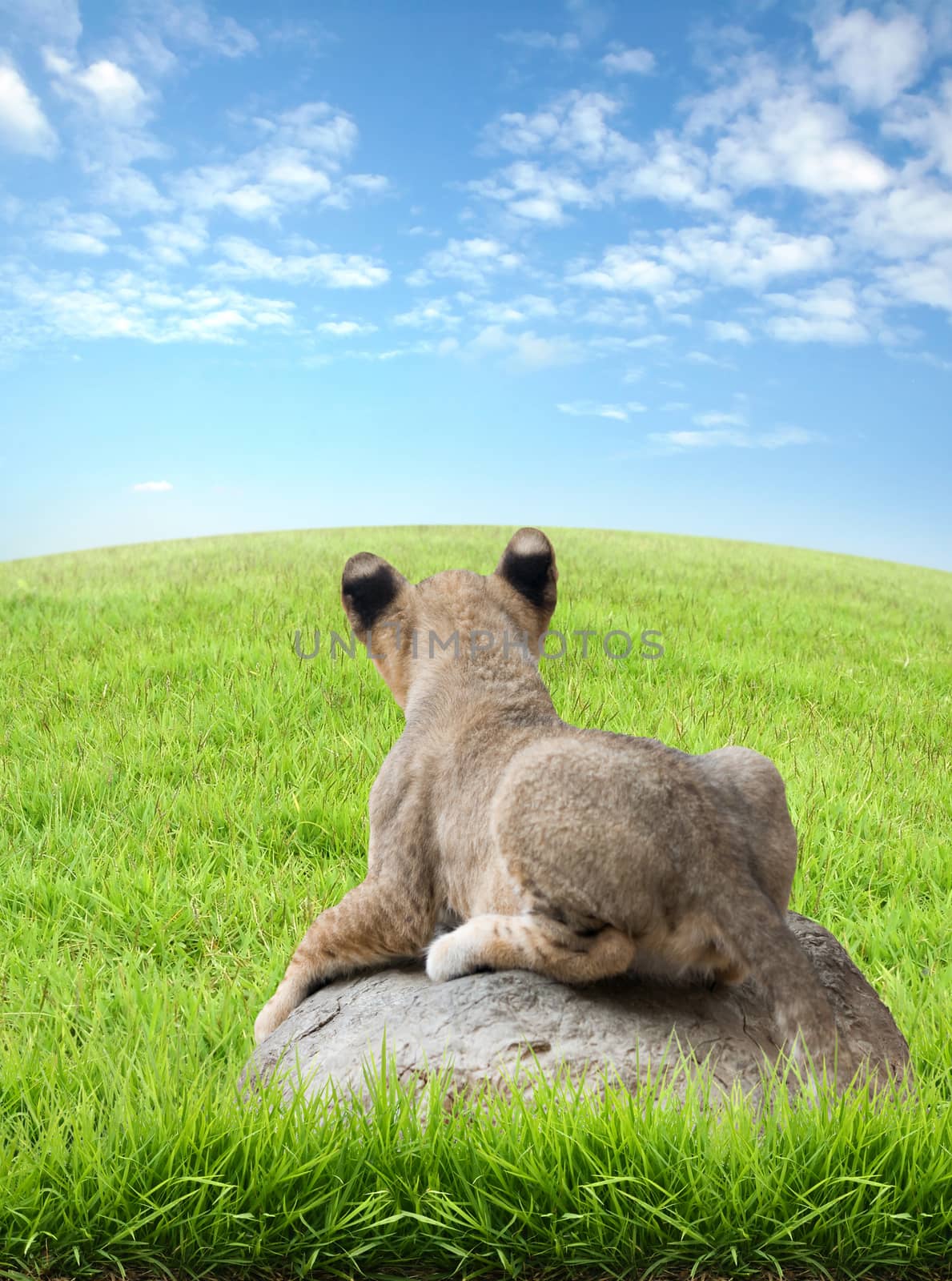 baby lion sit on the rock with green grass and blue sky