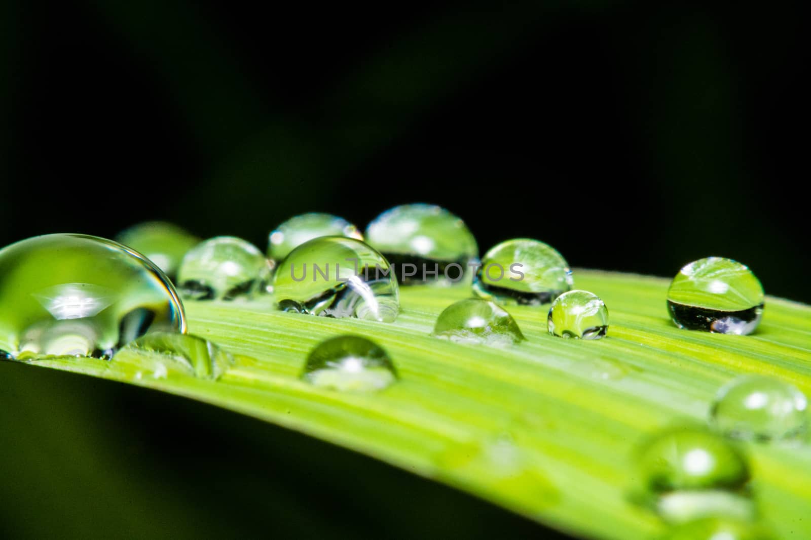 fresh green leaf with water droplets, super macro