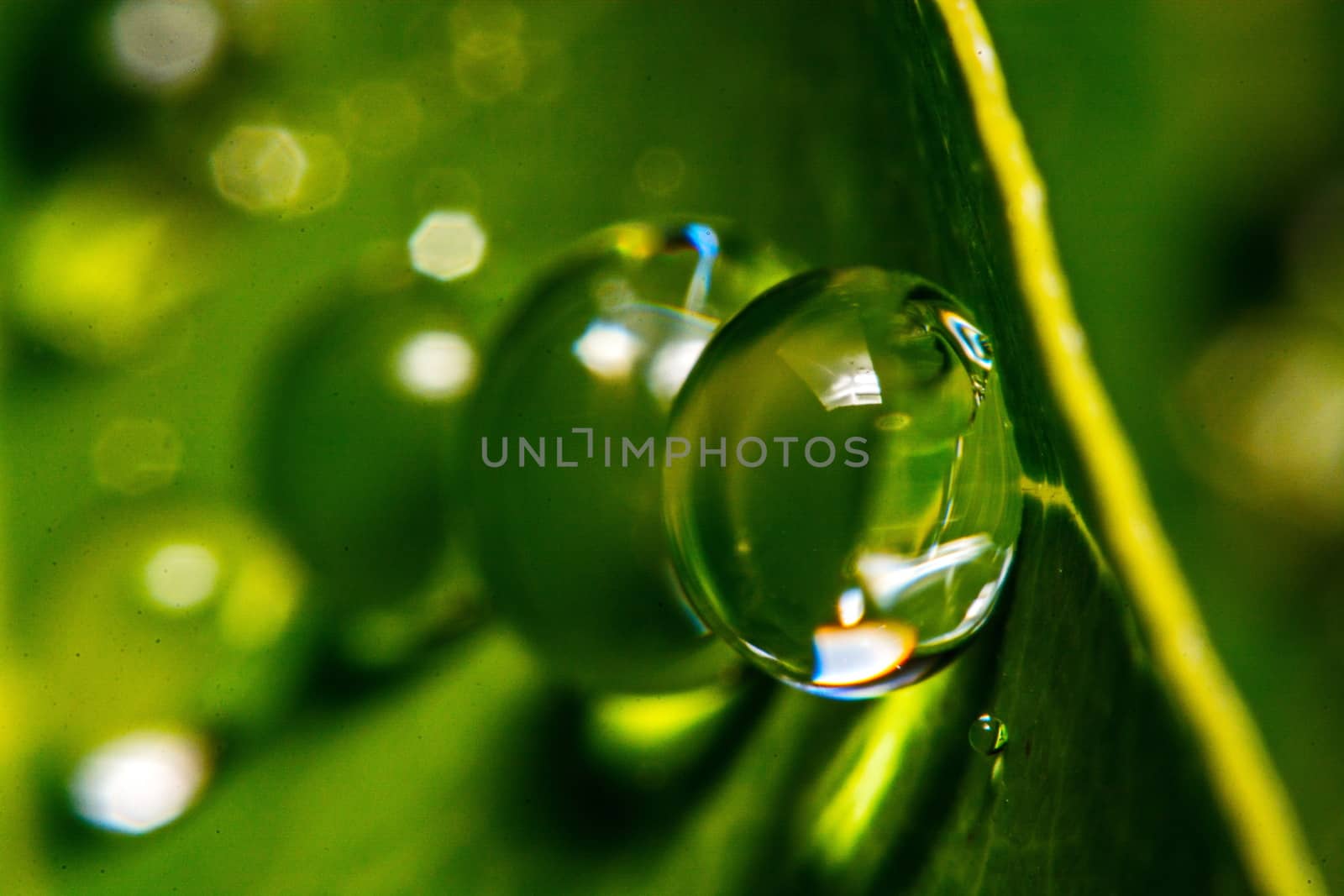 fresh green leaf with water droplets, super macro