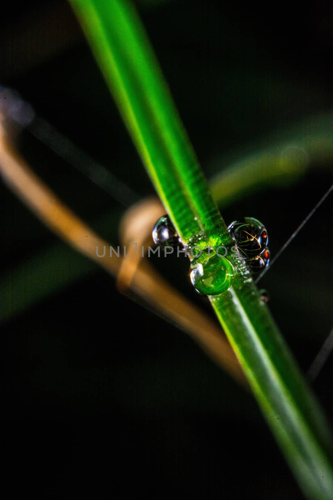 fresh green leaf with water droplets, super macro