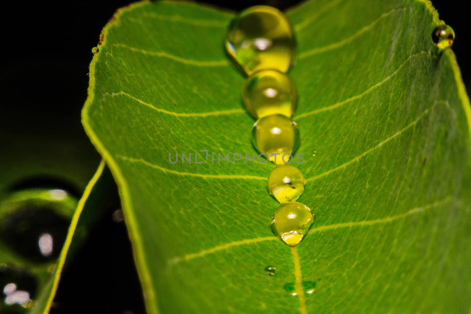 fresh green leaf with water droplets, super macro