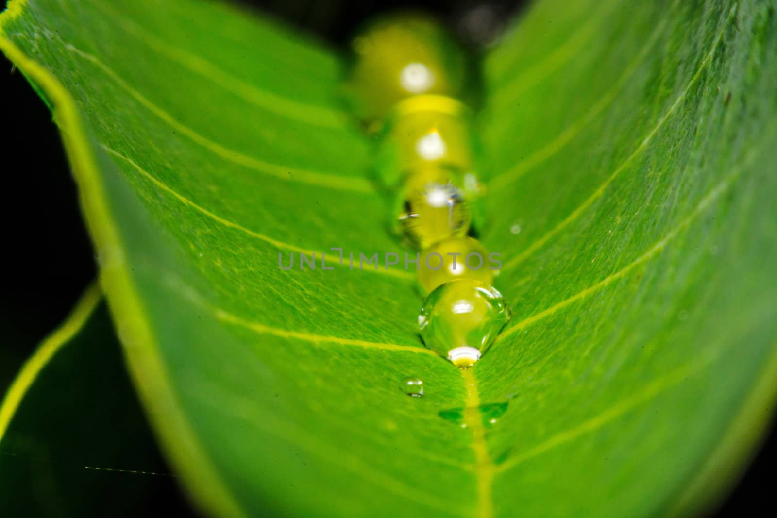 fresh green leaf with water droplets, super macro