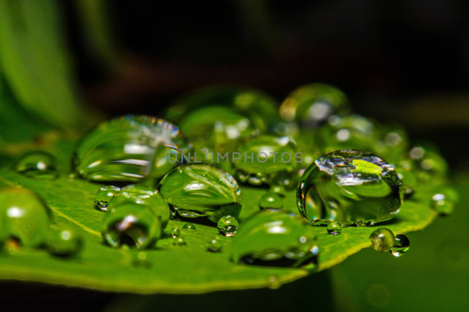 fresh green leaf with water droplets, super macro