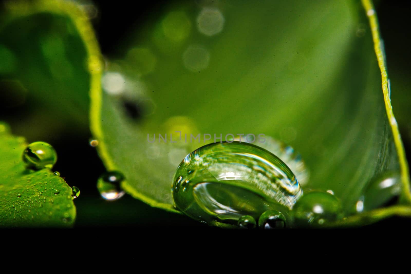 fresh green leaf with water droplets, super macro