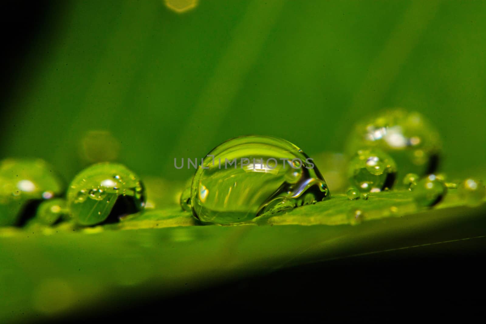 fresh green leaf with water droplets, super macro