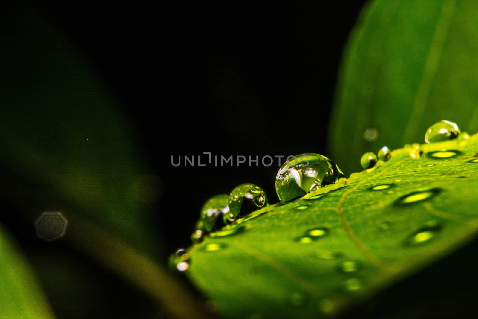 fresh green leaf with water droplets, super macro