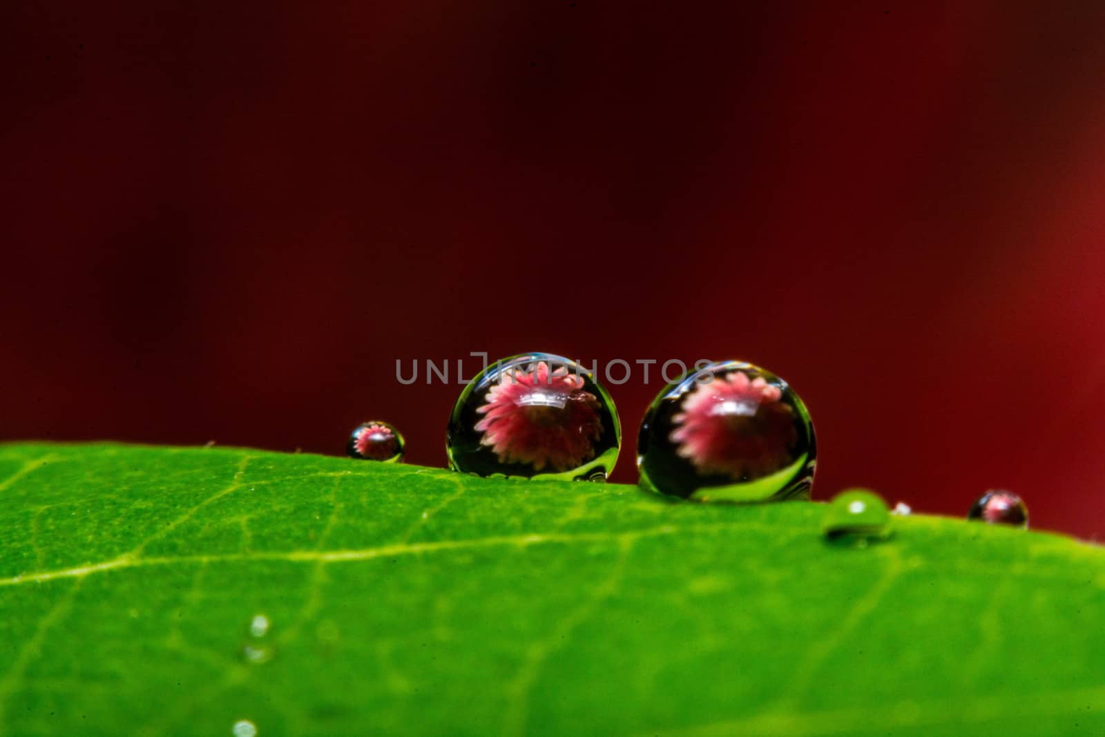 fresh green leaf with water droplets, super macro