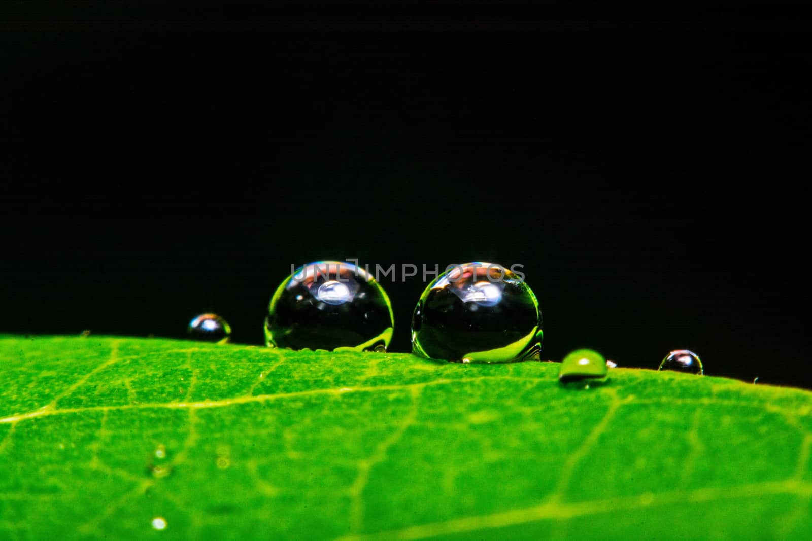 fresh green leaf with water droplets, super macro