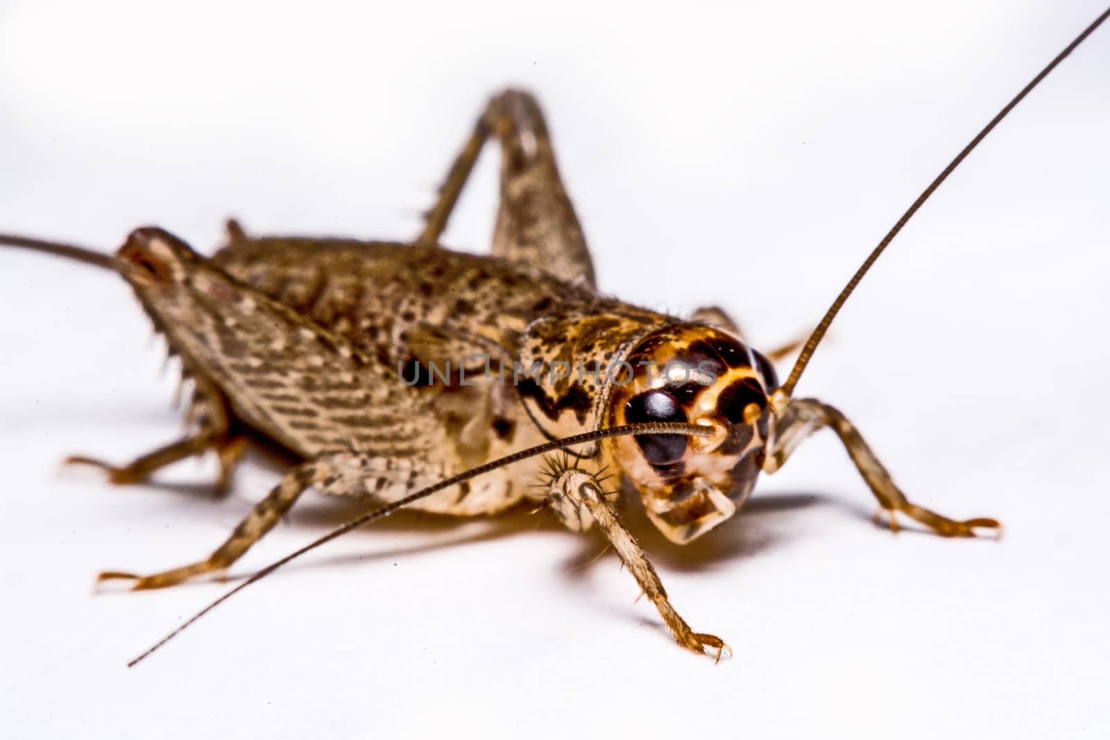 Gryllidae isolated on a white background