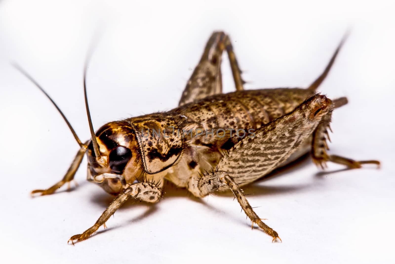 Gryllidae isolated on a white background