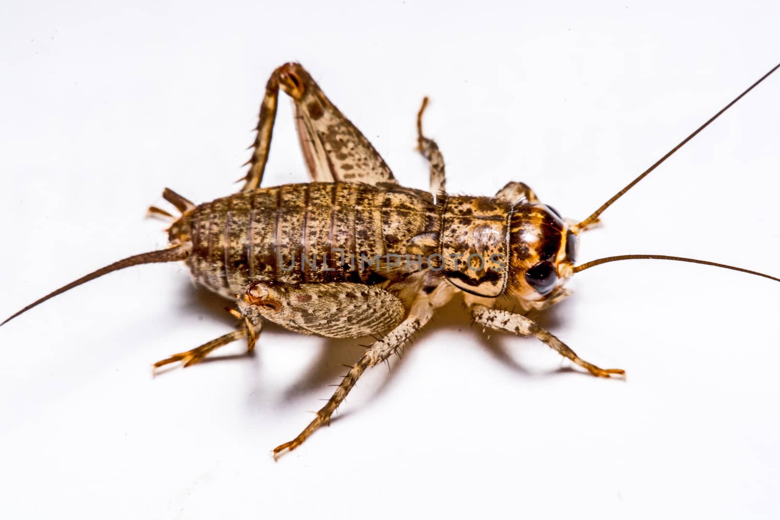 Gryllidae isolated on a white background