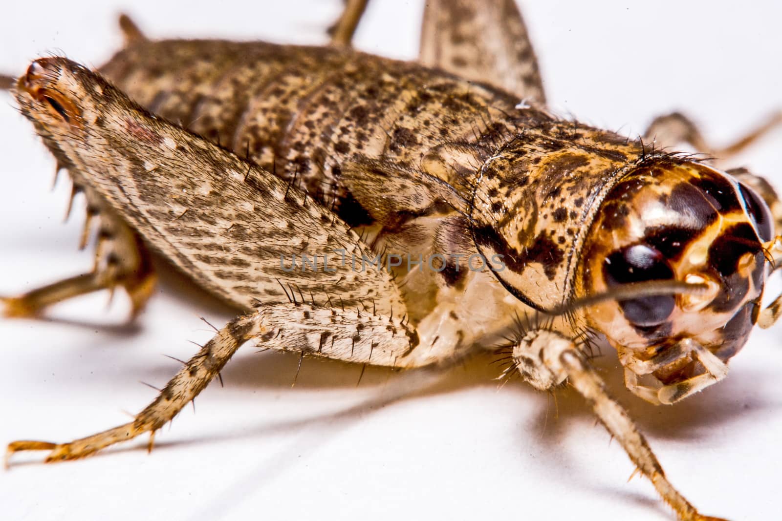 Gryllidae isolated on a white background