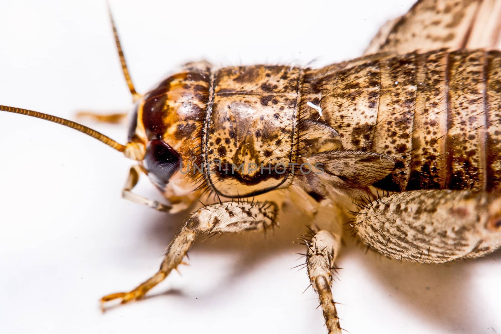 Gryllidae isolated on a white background