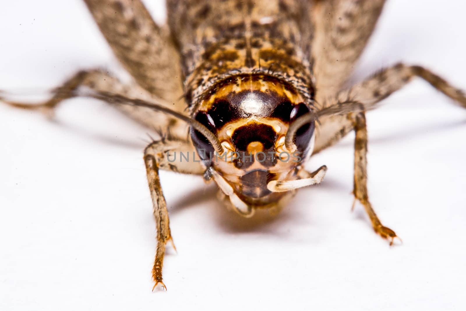 Gryllidae isolated on a white background