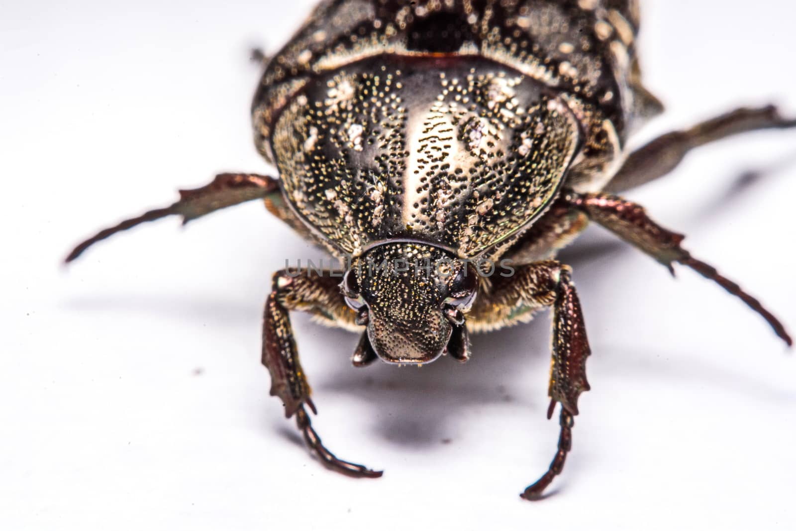 Macro Beetle black on white background.