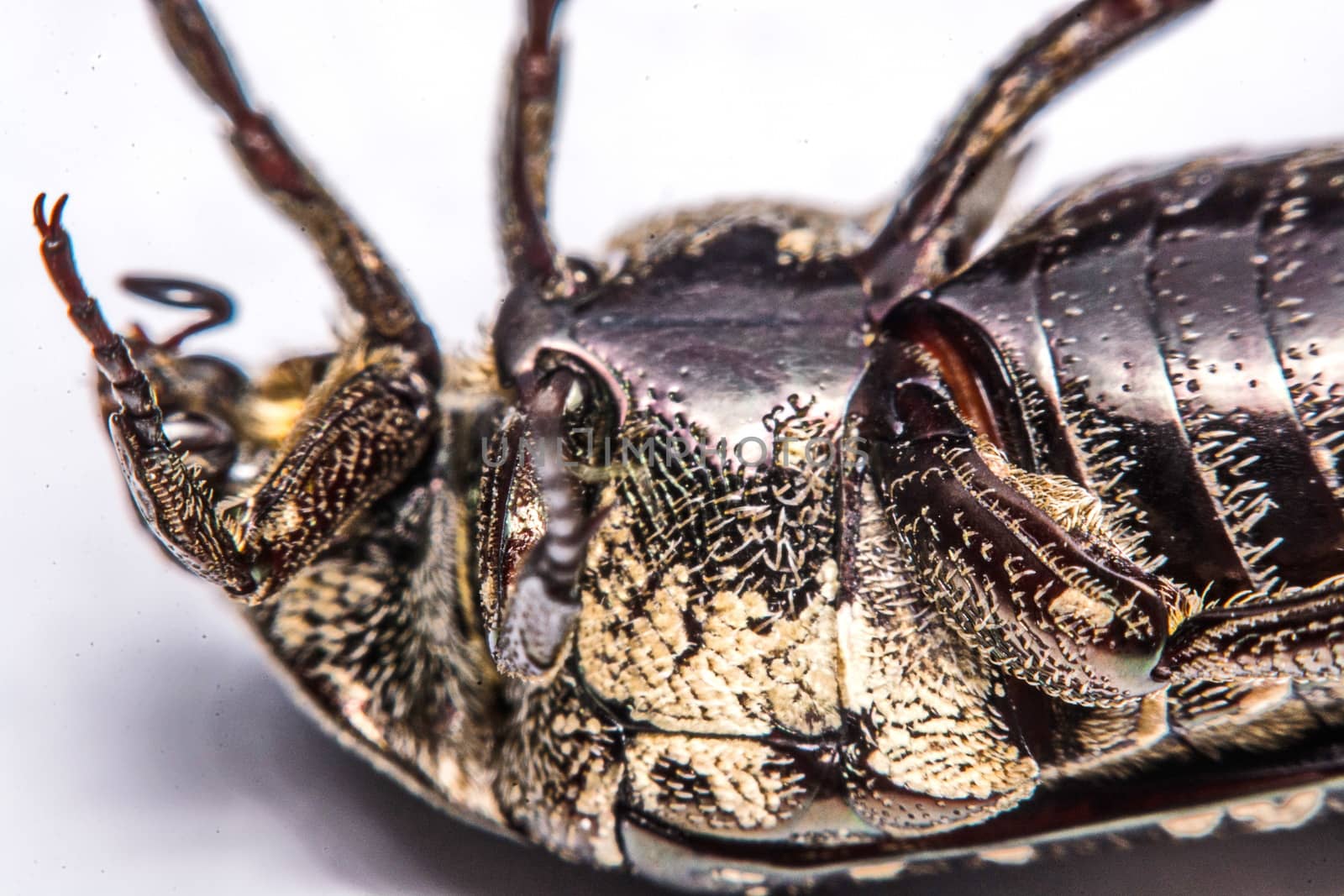 Macro Beetle black on white background.