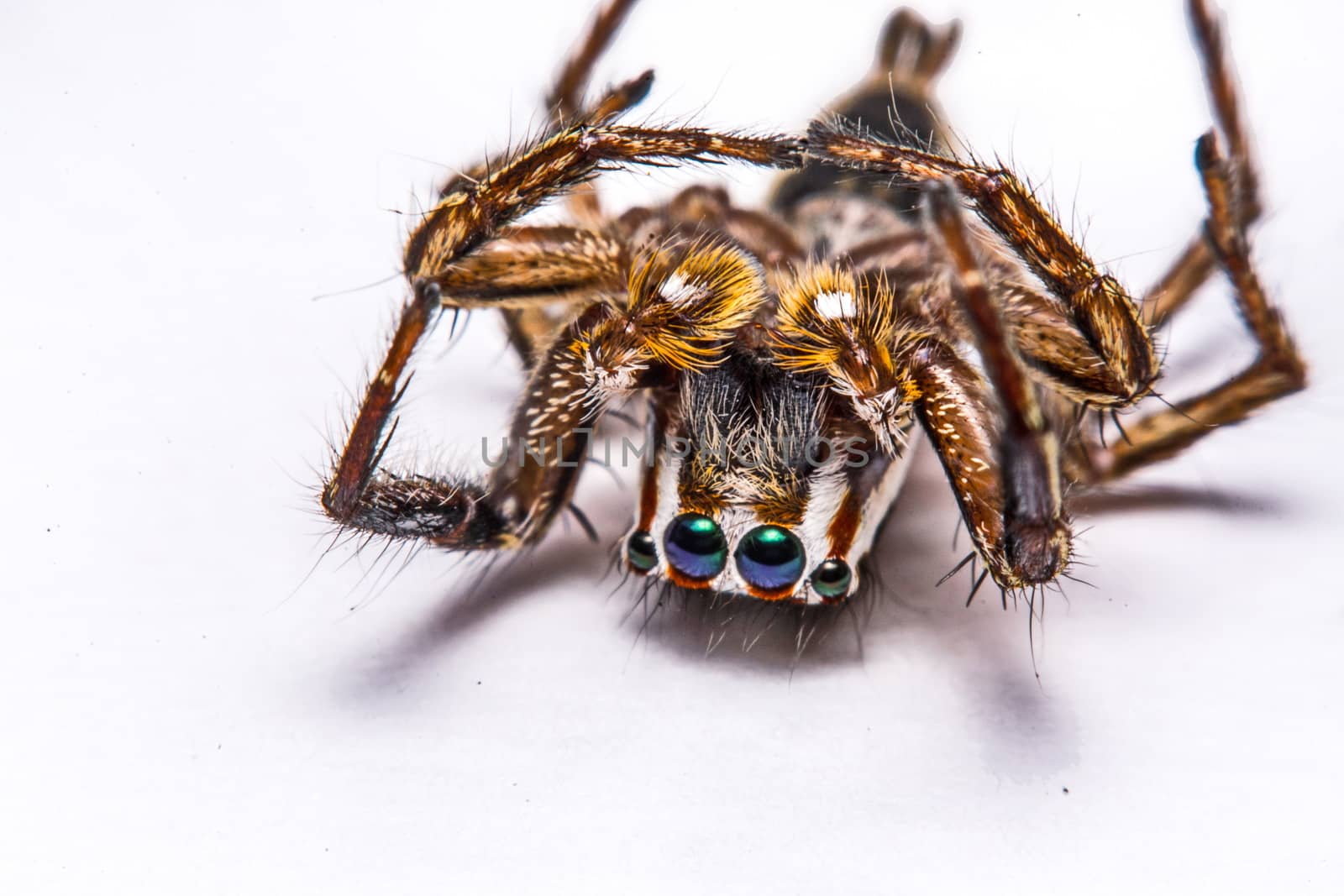 isolated of jumper spider on white background