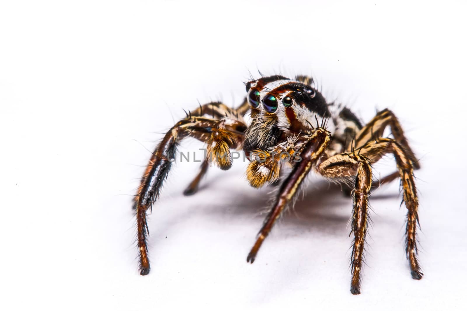 isolated of jumper spider on white background