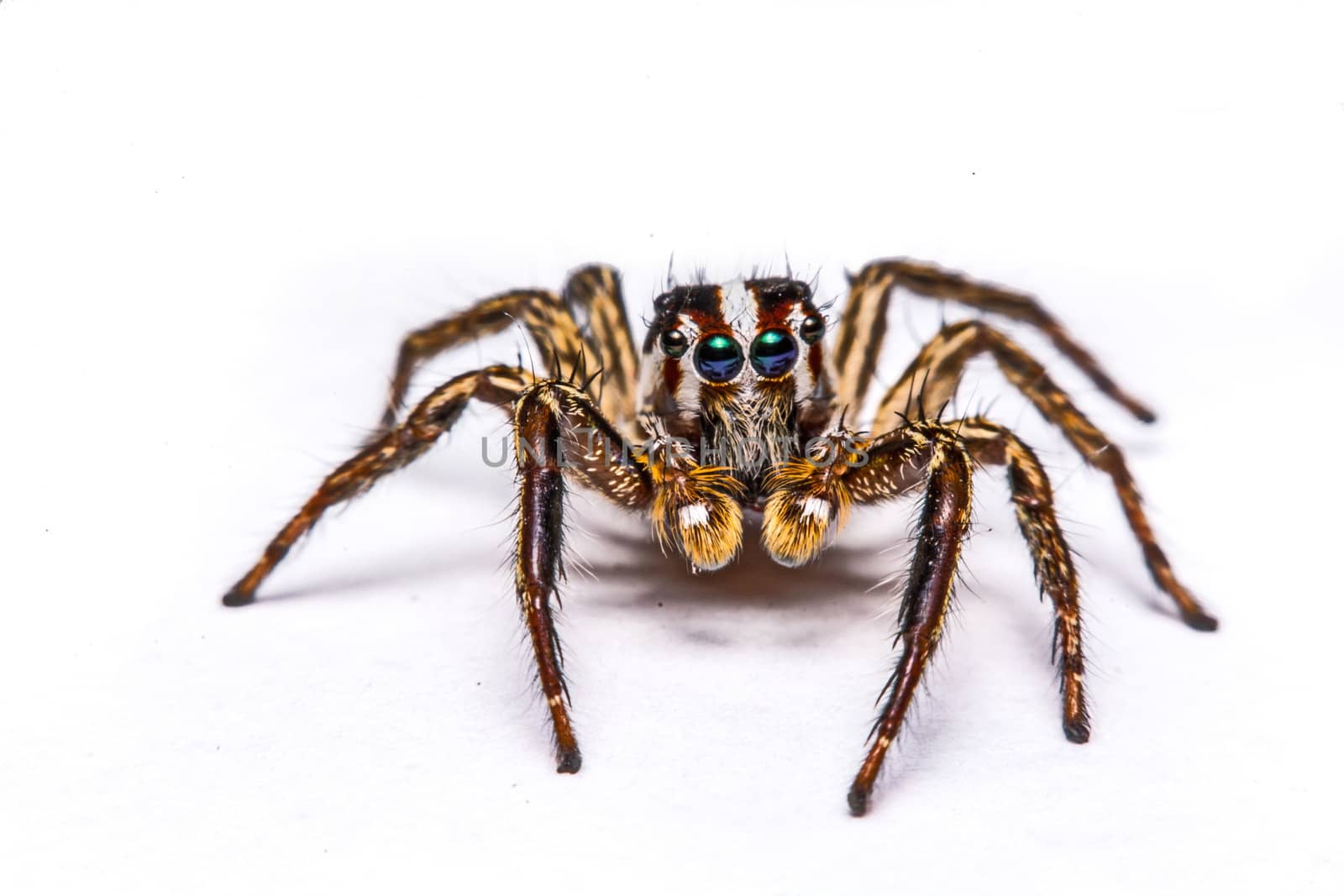 isolated of jumper spider on white background