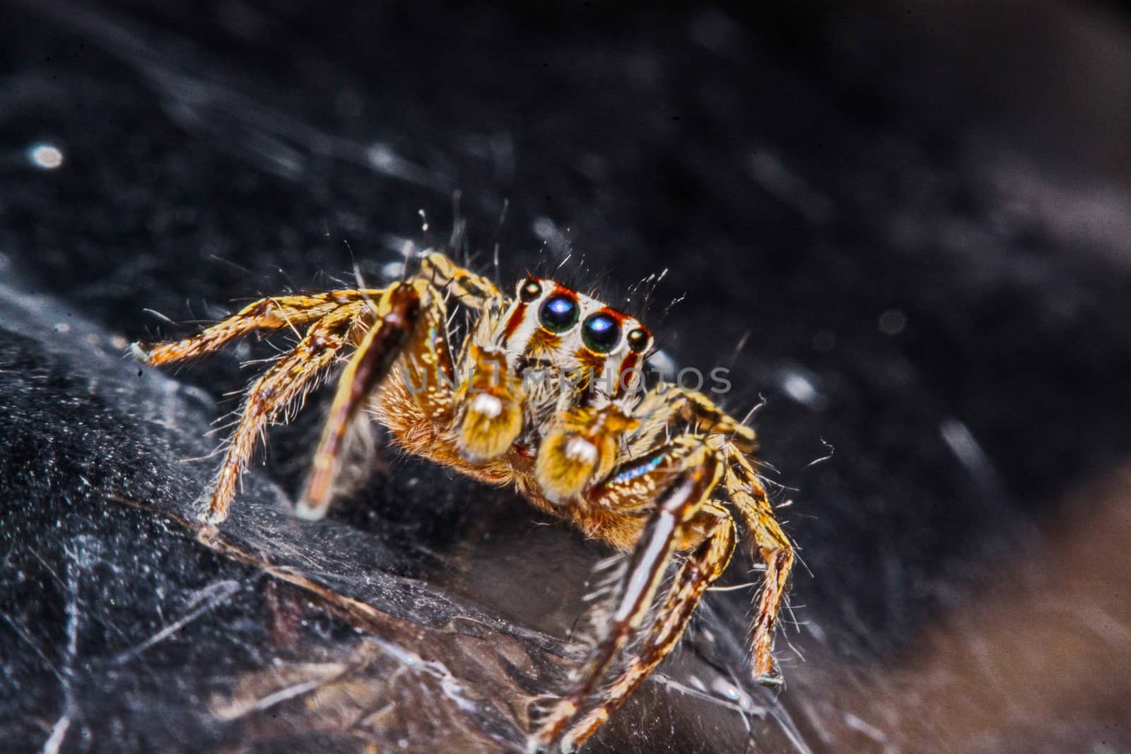 isolated of jumper spider on white background