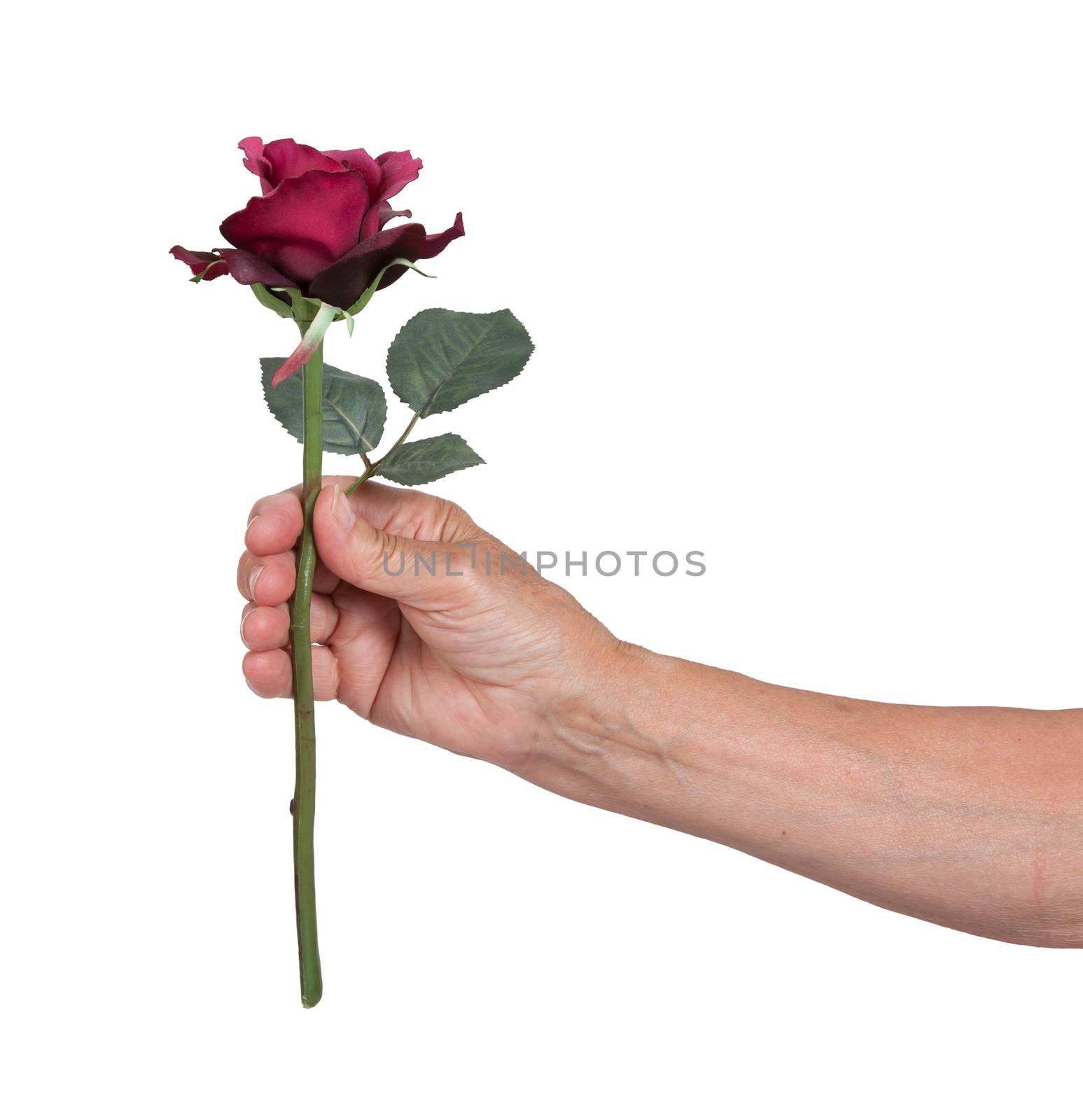 Old hand giving a rose by michaklootwijk