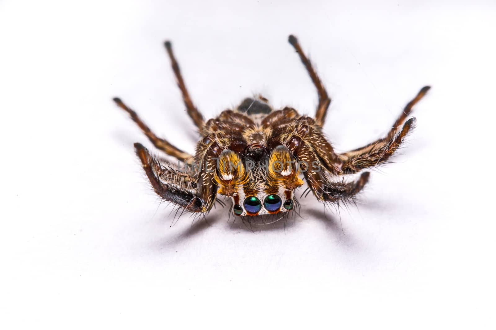 isolated of jumper spider on white background