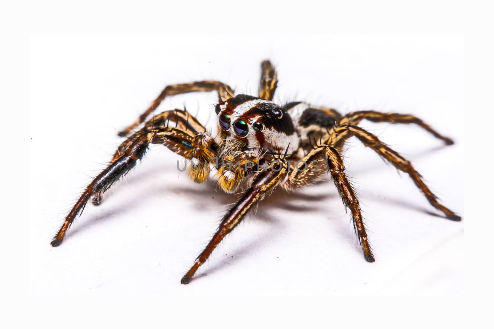 isolated of jumper spider on white background