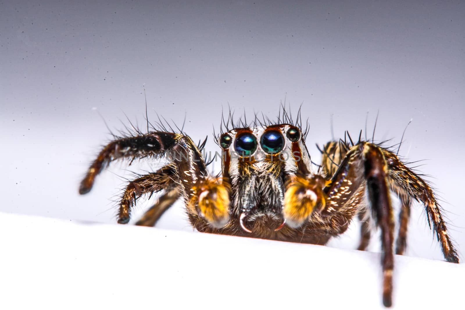 isolated of jumper spider on white background