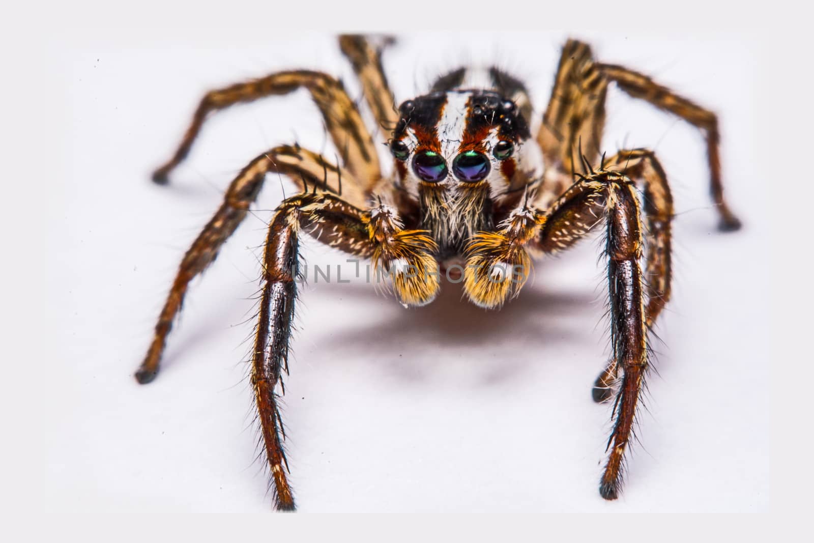 isolated of jumper spider on white background