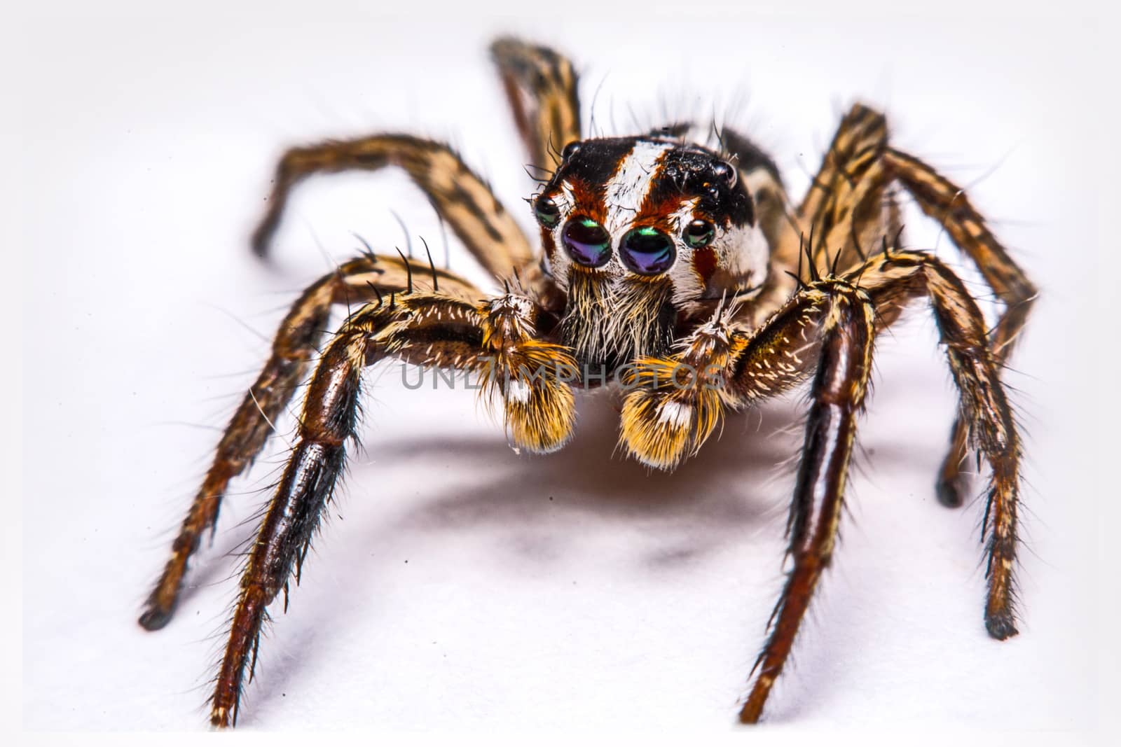 isolated of jumper spider on white background