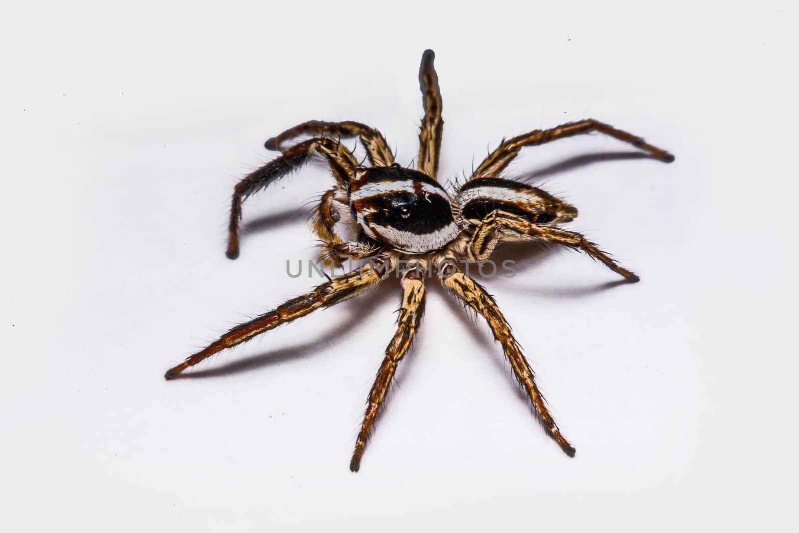 isolated of jumper spider on white background