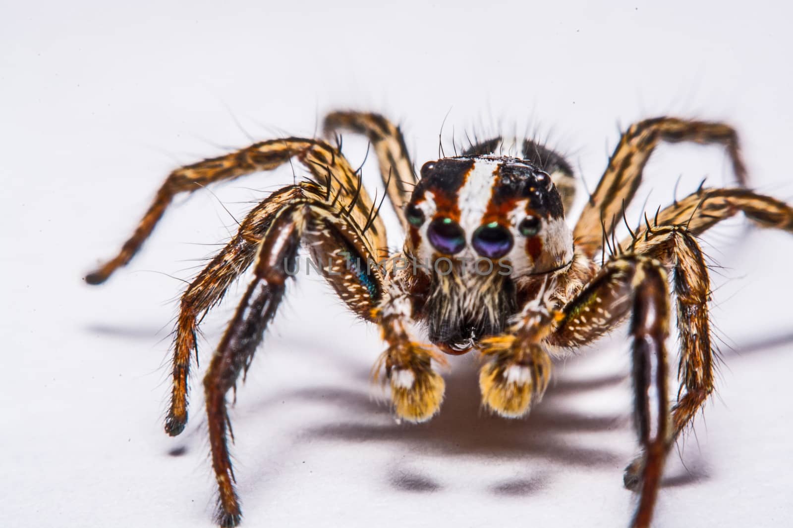 isolated of jumper spider on white background