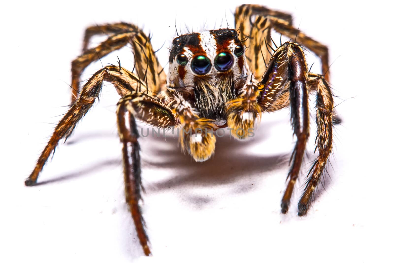 isolated of jumper spider on white background