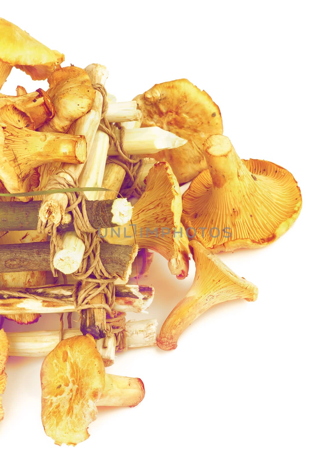 Arrangement of Perfect Raw Chanterelles with Dry Leaf and Grass in Tree Branch Box closeup on White background. Retro Styled