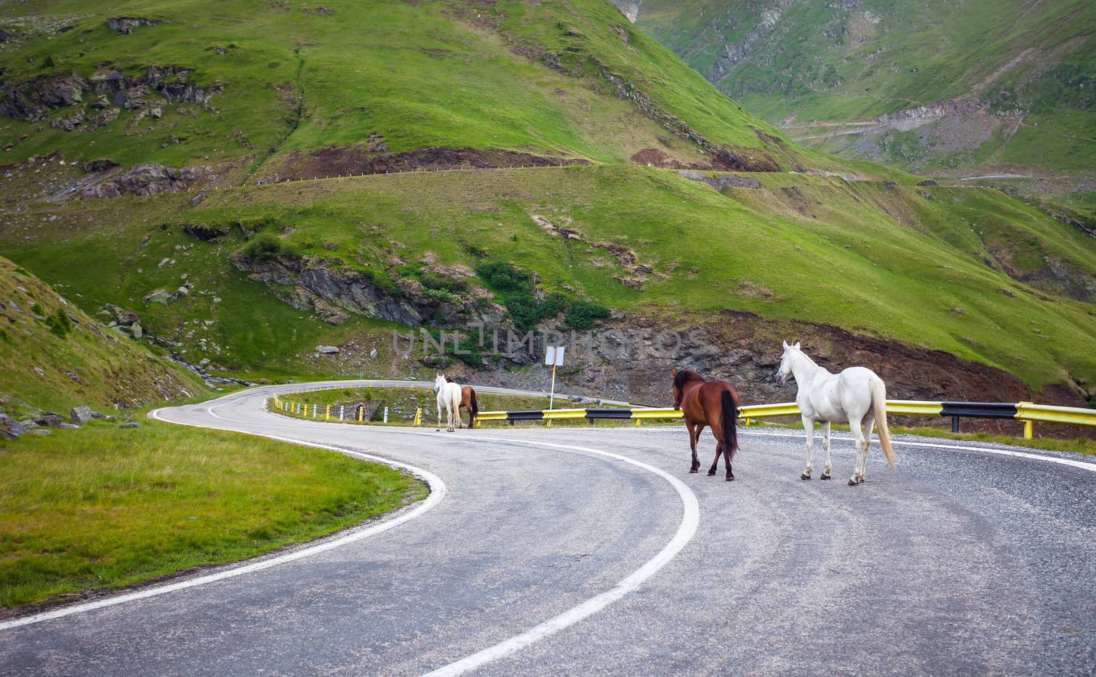 White and brown horses walking on Transfagarasan highway in Romania