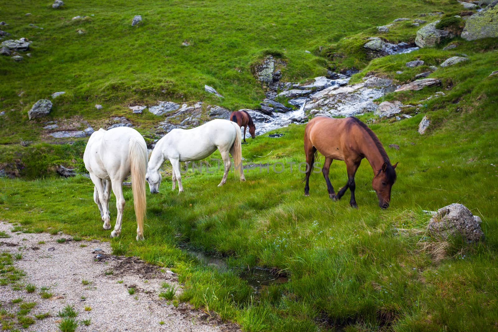 White and brown horses feeding near a water spring on Fagaras mountain, Romania