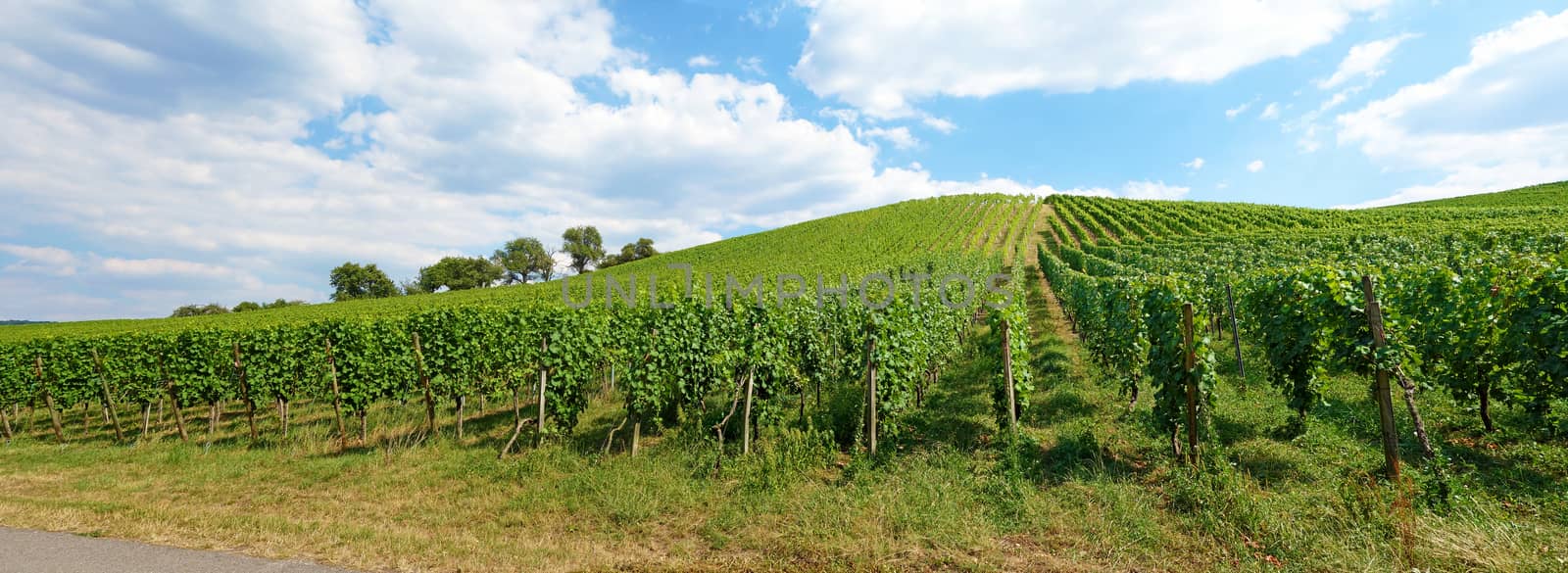 Vineyard panorama with blue cloudy sky